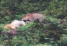 सवाई माधोपुर के आबादी क्षेत्र में तेंदुआ दिखने से लोगों में दहशत