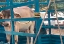 धमतरी : आवारा बैल को पकड़कर थाने पहुंचाया, एफआईआर दर्ज करने की मांग