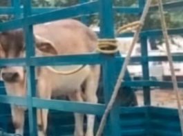 धमतरी : आवारा बैल को पकड़कर थाने पहुंचाया, एफआईआर दर्ज करने की मांग