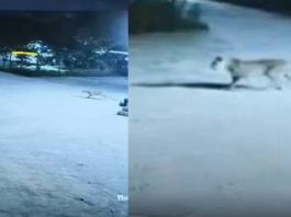 सवाई माधोपुर के होटल में घुसा तेंदुआ, कर्मचारियों की सांसें अटकी