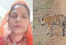 जयपुर के नाहरगढ़ जैविक उद्यान में बाघ के हमले में एक महिला श्रमिक की मौत