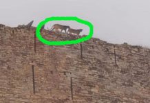 करौली के सपोटरा किले की चारदीवारी पर फिर दिखे दो तेंदुए, नीचे बसी आबादी में दहशत