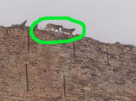 करौली के सपोटरा किले की चारदीवारी पर फिर दिखे दो तेंदुए, नीचे बसी आबादी में दहशत